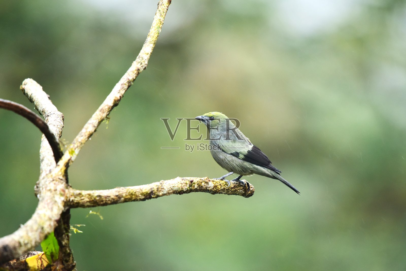 棕榈唐纳雀照片摄影图片