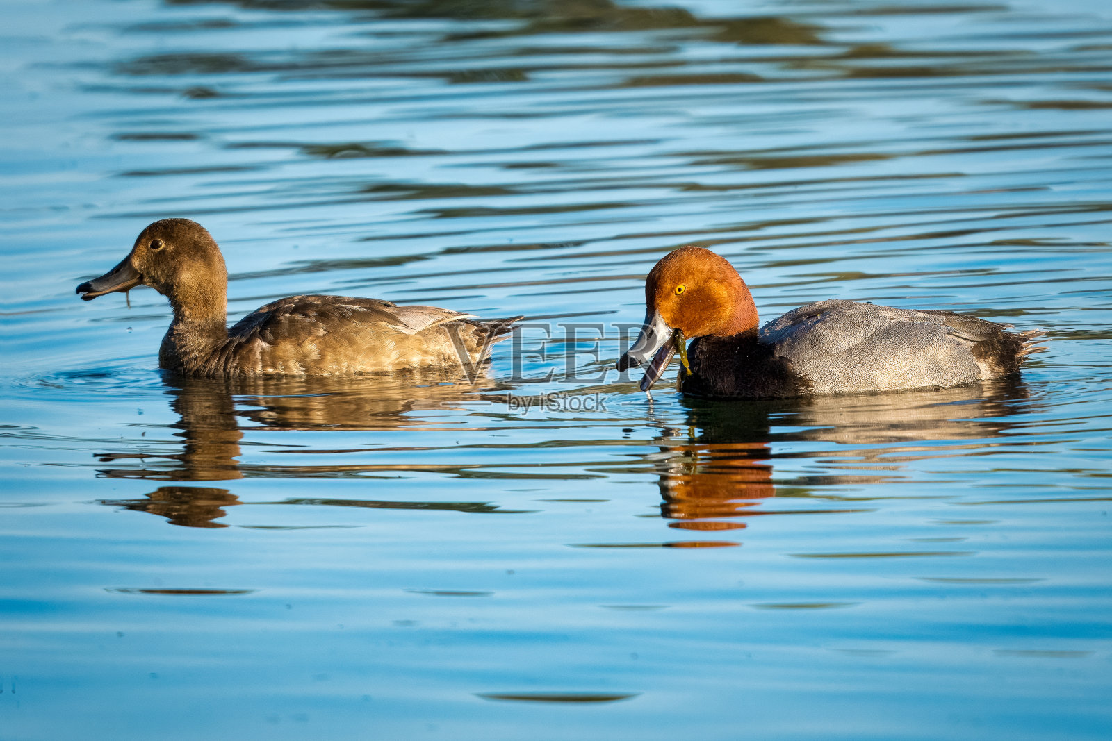 红发配对觅食照片摄影图片