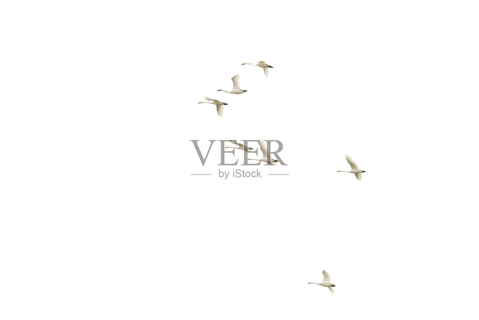 飞行中的天鹅照片摄影图片