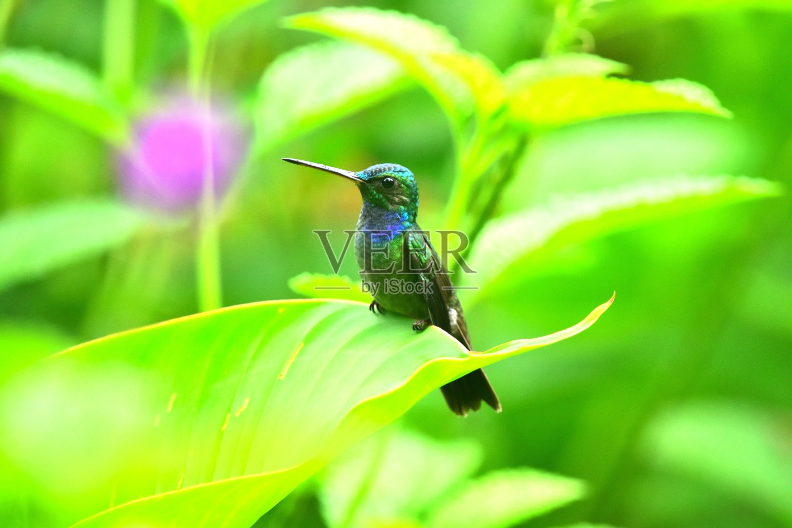 迷人的蜂鸟照片摄影图片