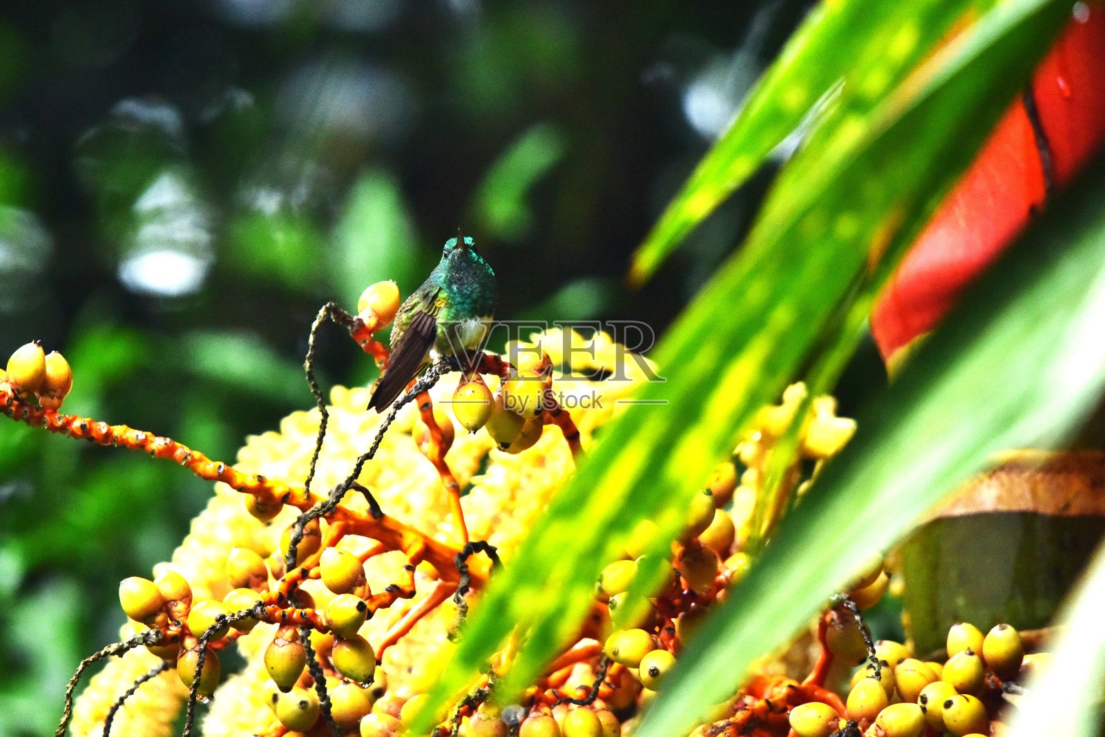雪腹蜂鸟照片摄影图片