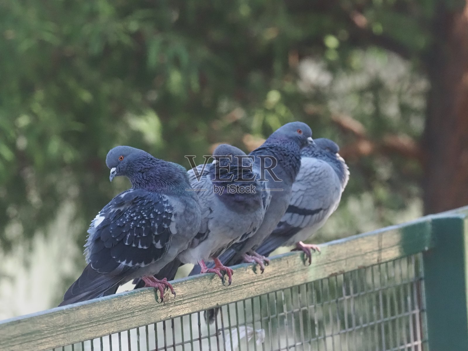 野鸽在公园围栏上休息照片摄影图片