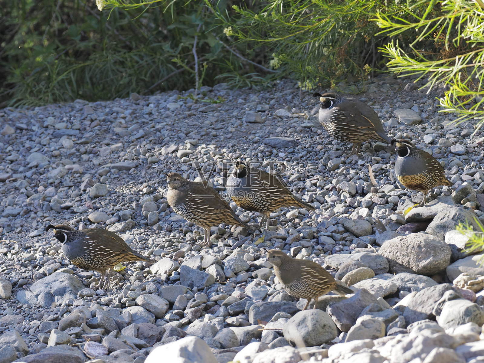 一群加利福尼亚鹌鹑靠近山间溪流饮水照片摄影图片
