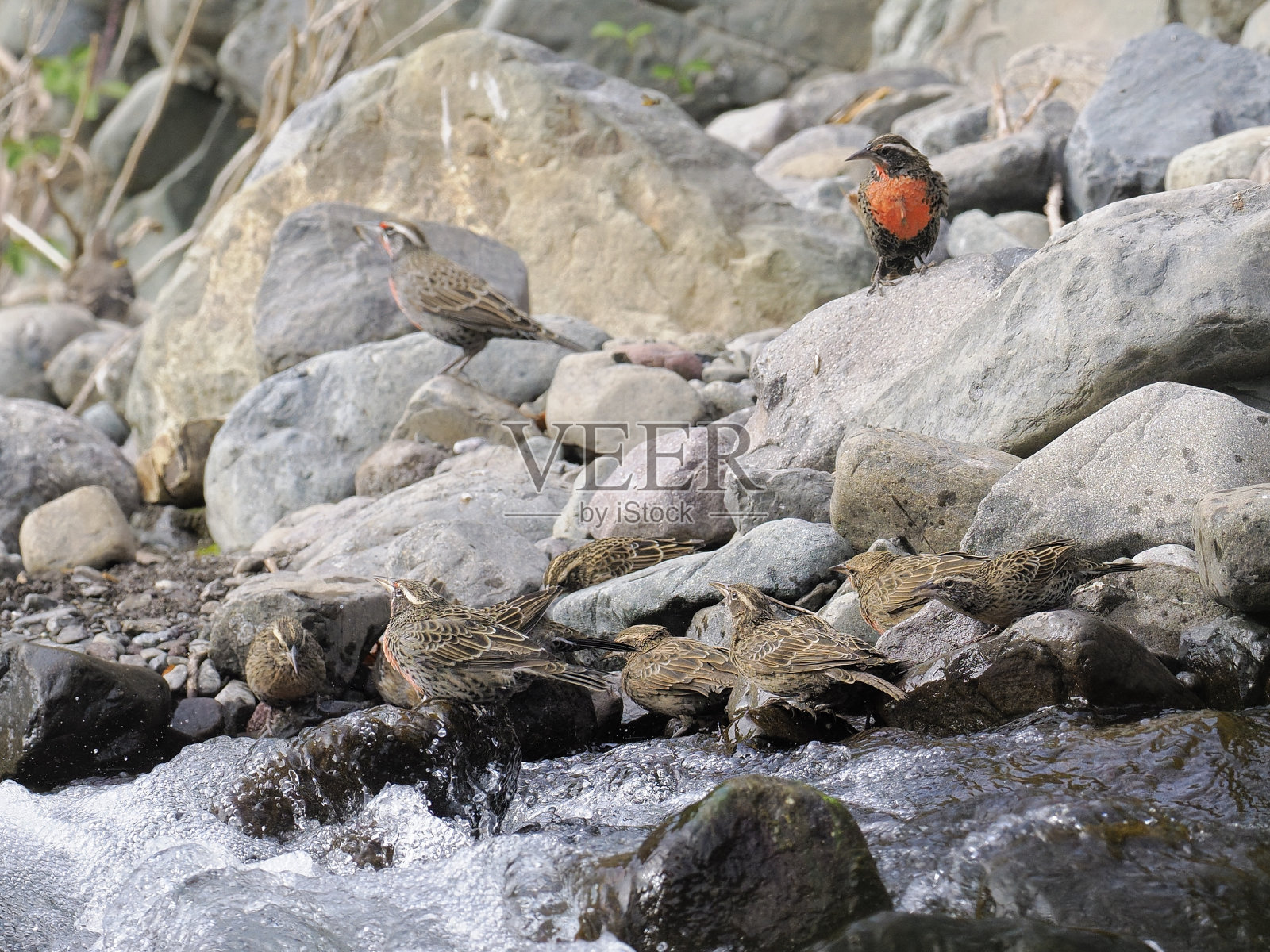 一群长尾草地鹨在溪流中饮水照片摄影图片