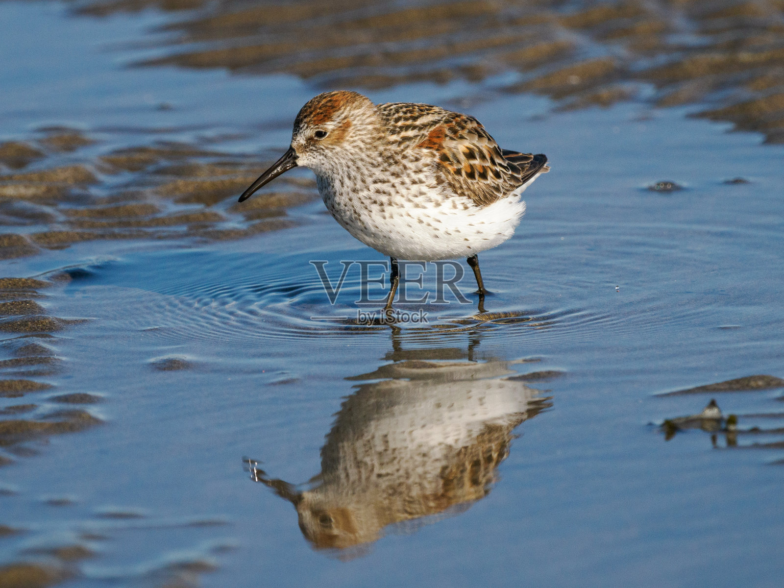 西部矶鹞在水中漫步，俄勒冈州哥伦比亚河湾照片摄影图片