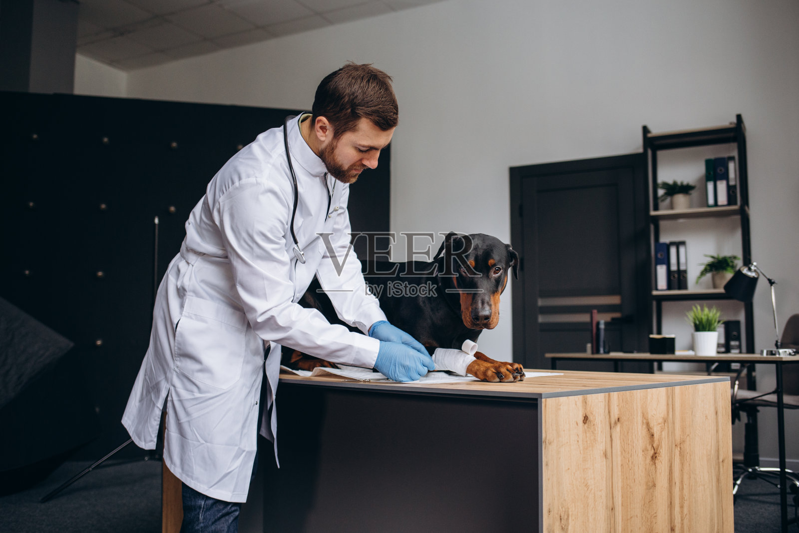 年轻的兽医在兽医诊所的桌子上检查狗。医药、宠物、动物、保健和人的概念。兽医护理。照片摄影图片