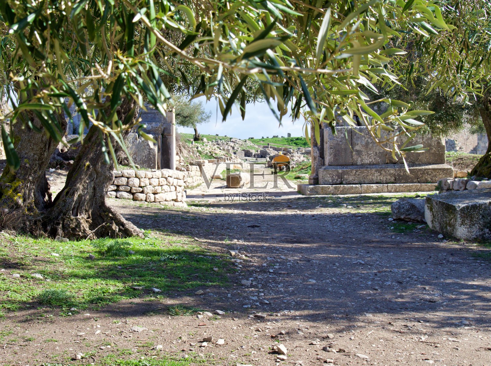 橄榄下照片摄影图片