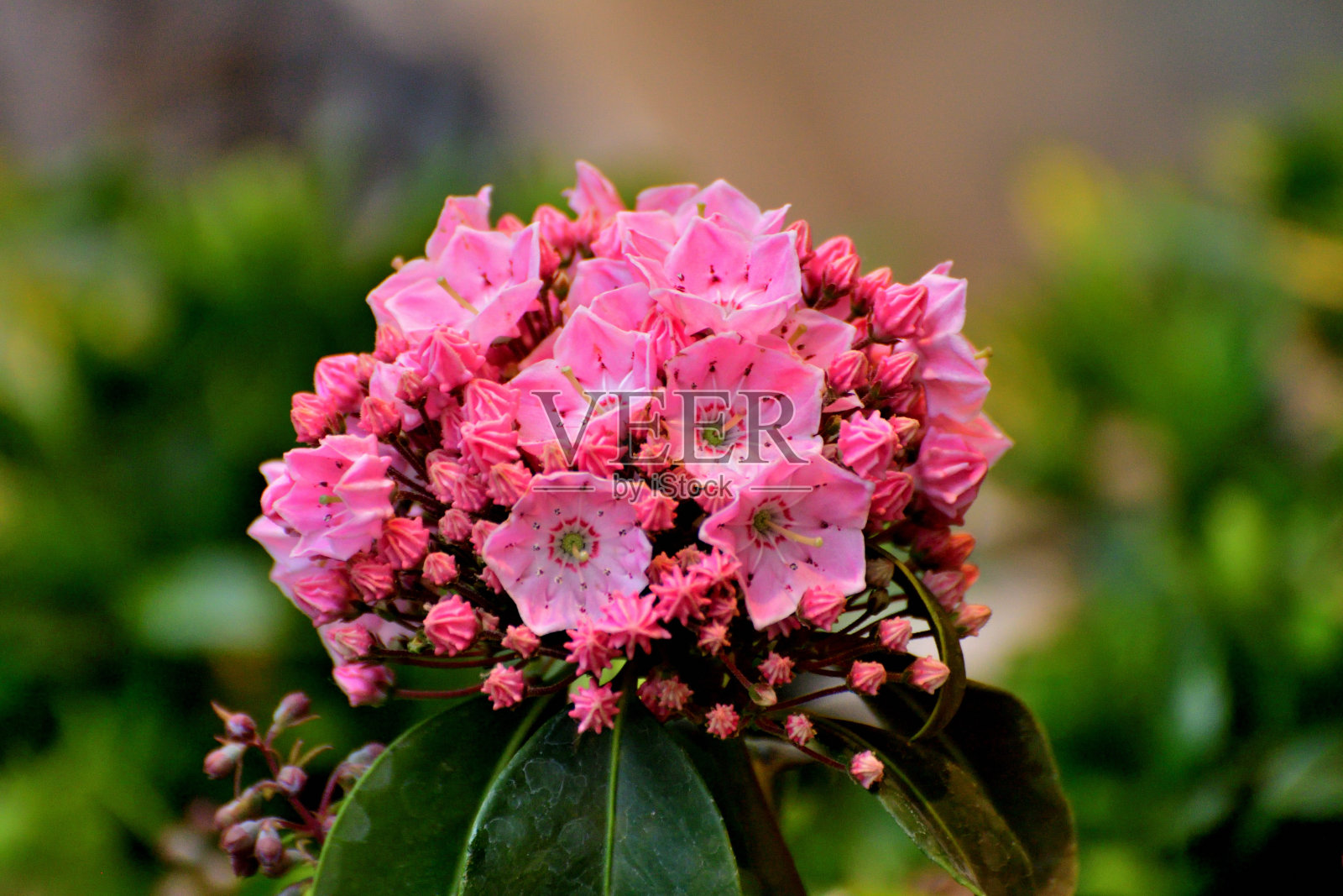 山月桂:常绿阔叶灌木，有大量明亮的浅粉色或白色花照片摄影图片