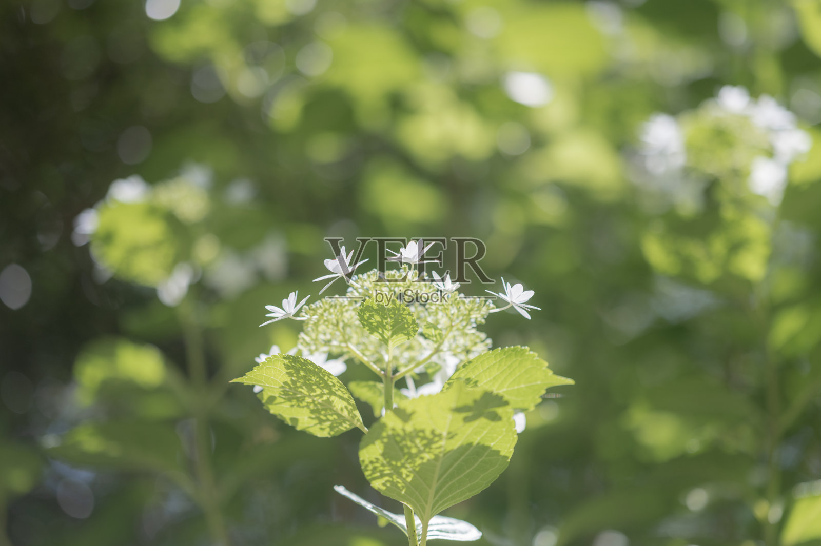 lacecap绣球花照片摄影图片