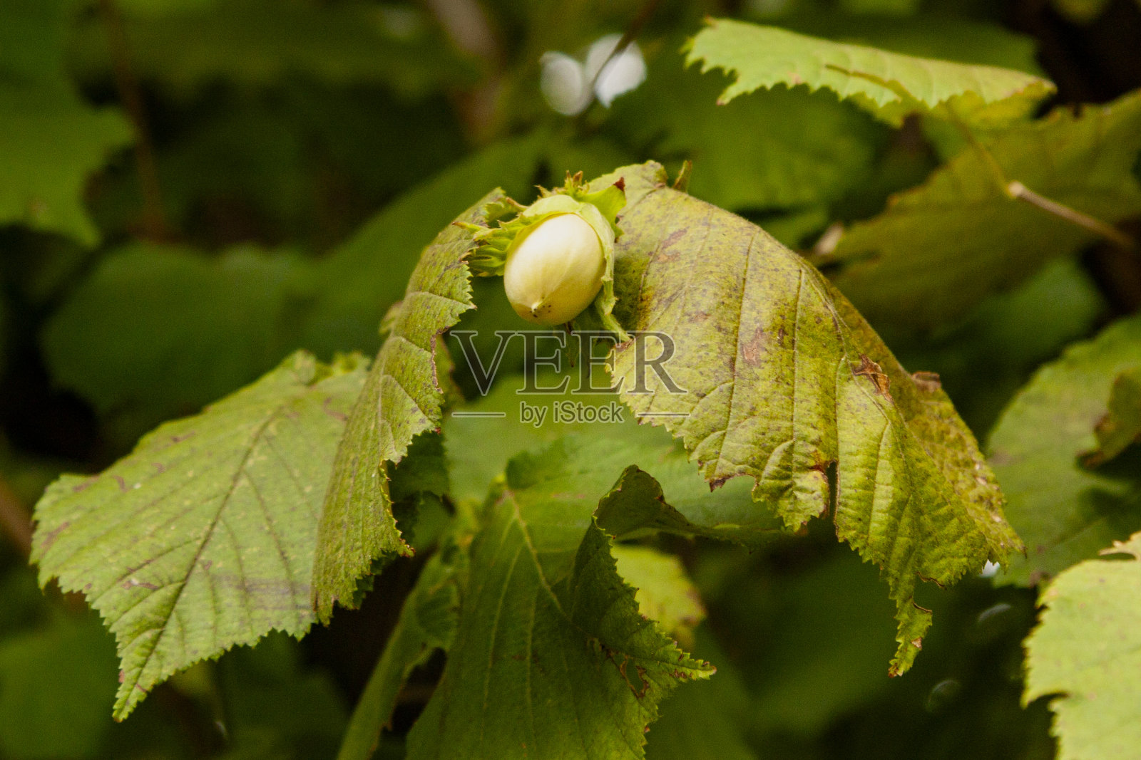 榛果在树上照片摄影图片