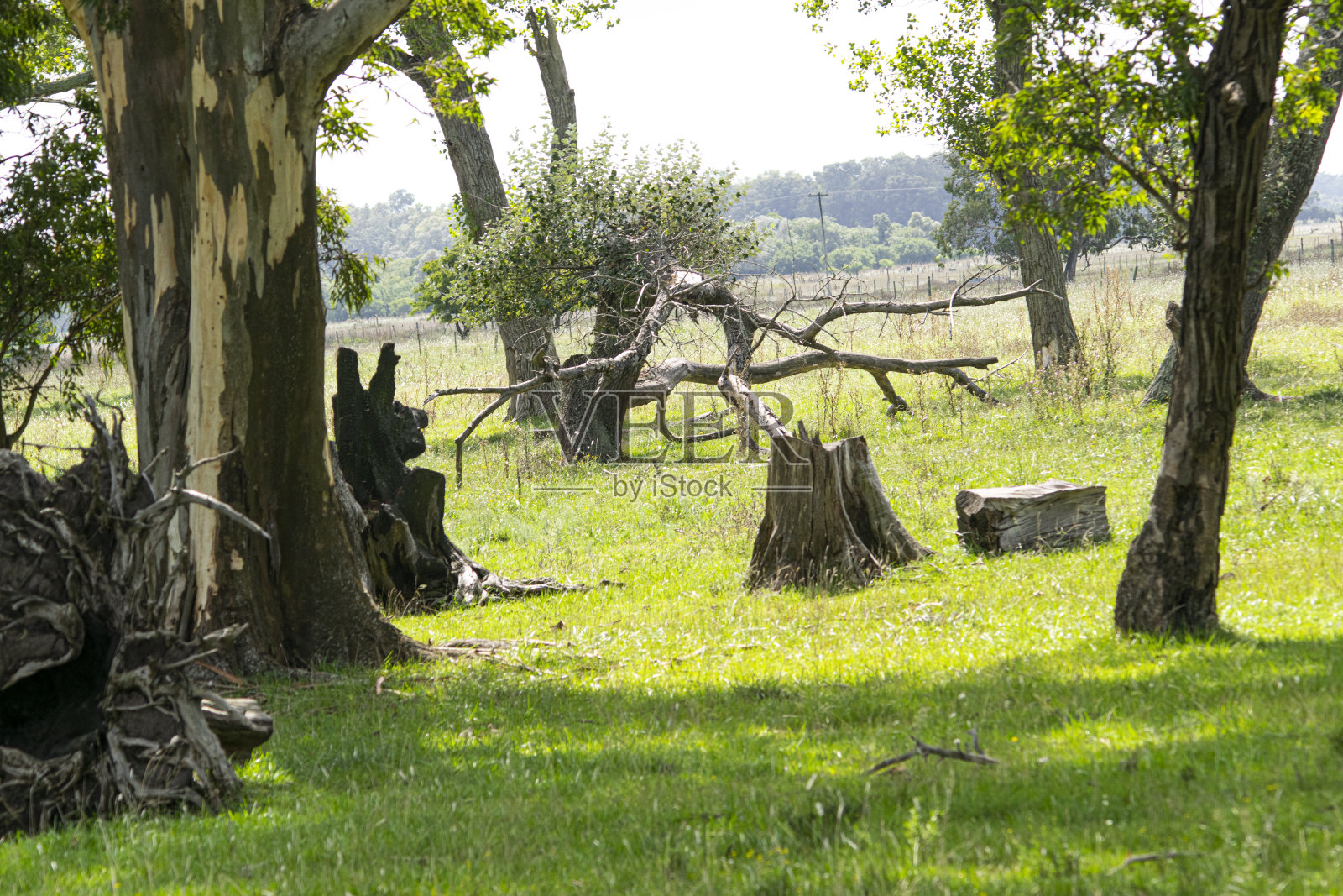 森林与桉树，草原照片摄影图片