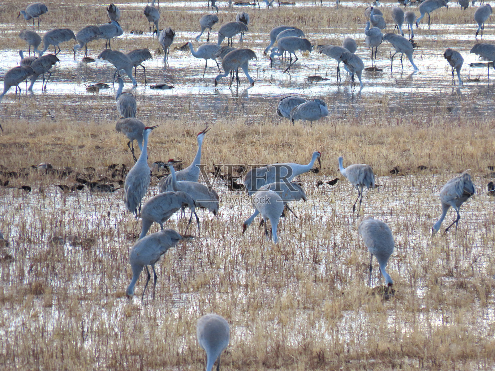 沙丘鹤照片摄影图片
