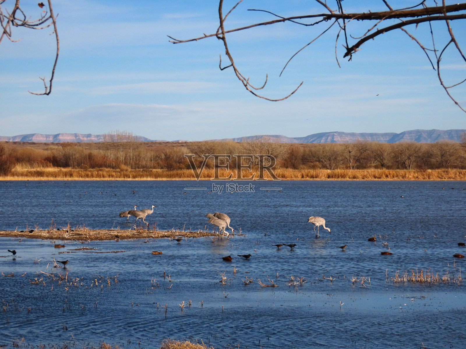 沙丘鹤照片摄影图片