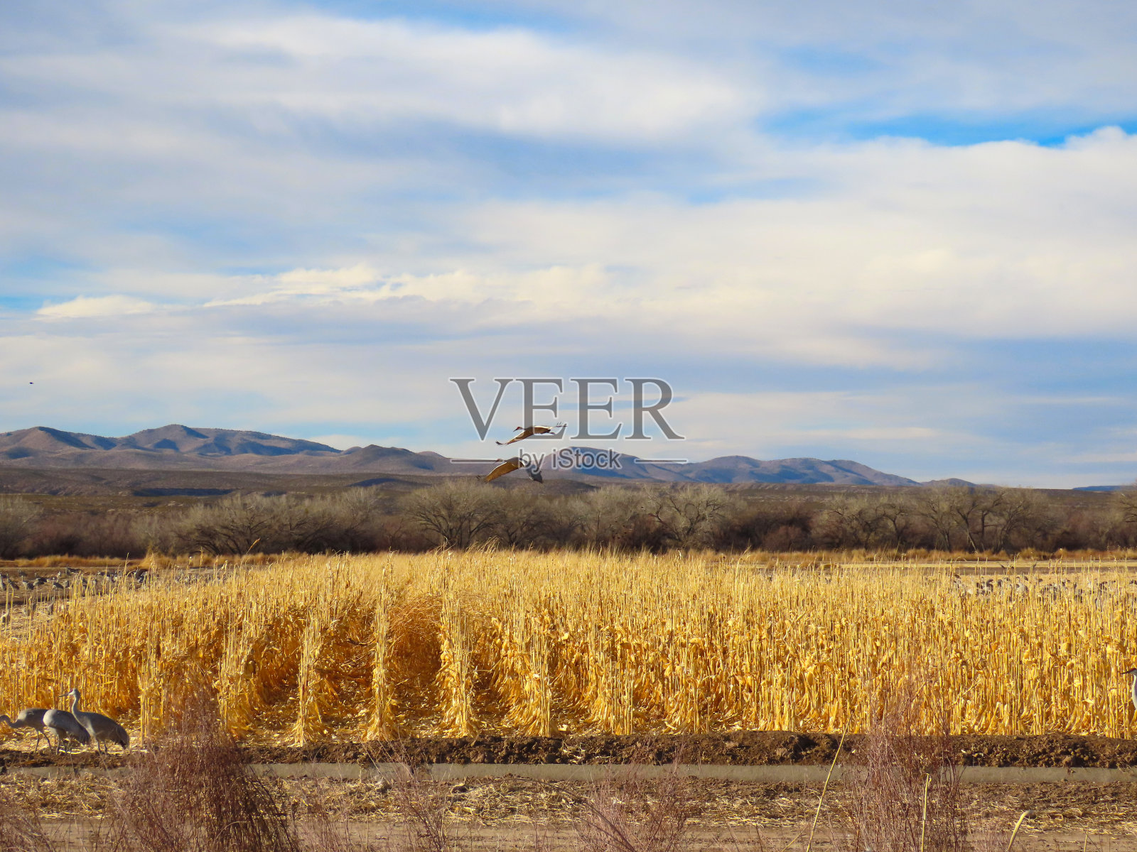 沙丘鹤照片摄影图片