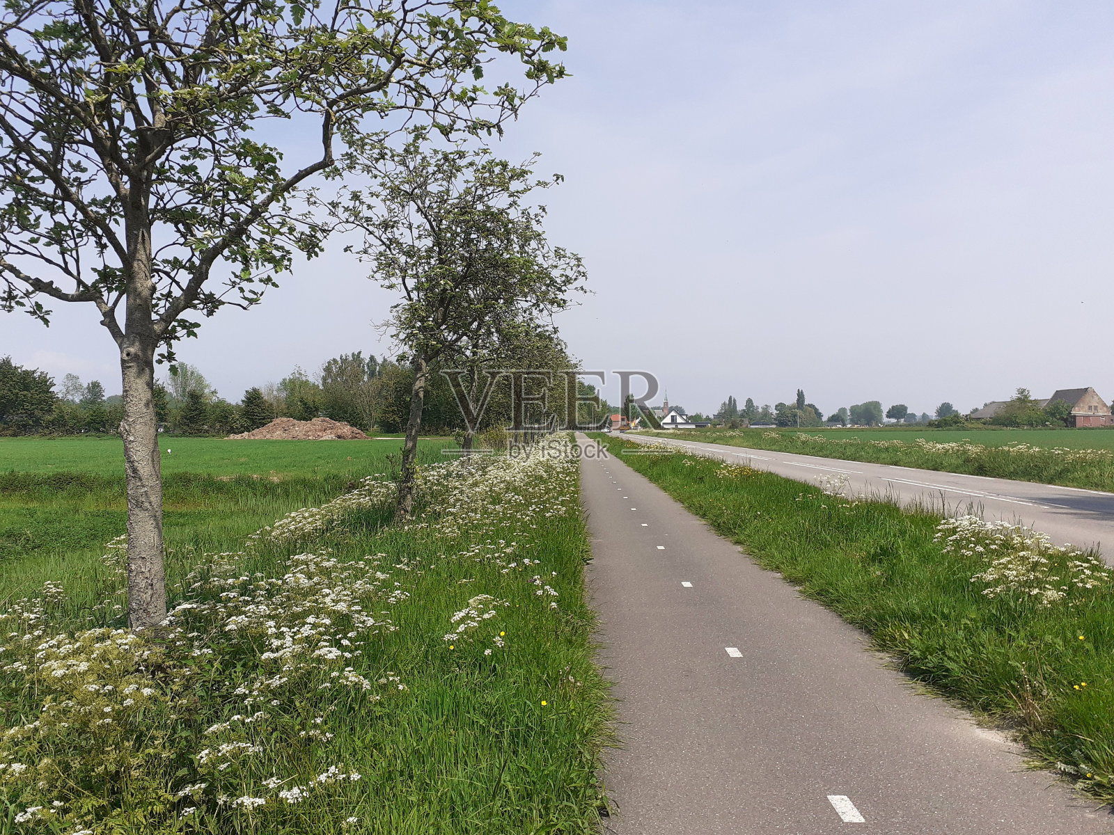 一条乡间小路，有一条独立的自行车道，美丽的绿色边缘，春天有牛欧芹和树木照片摄影图片