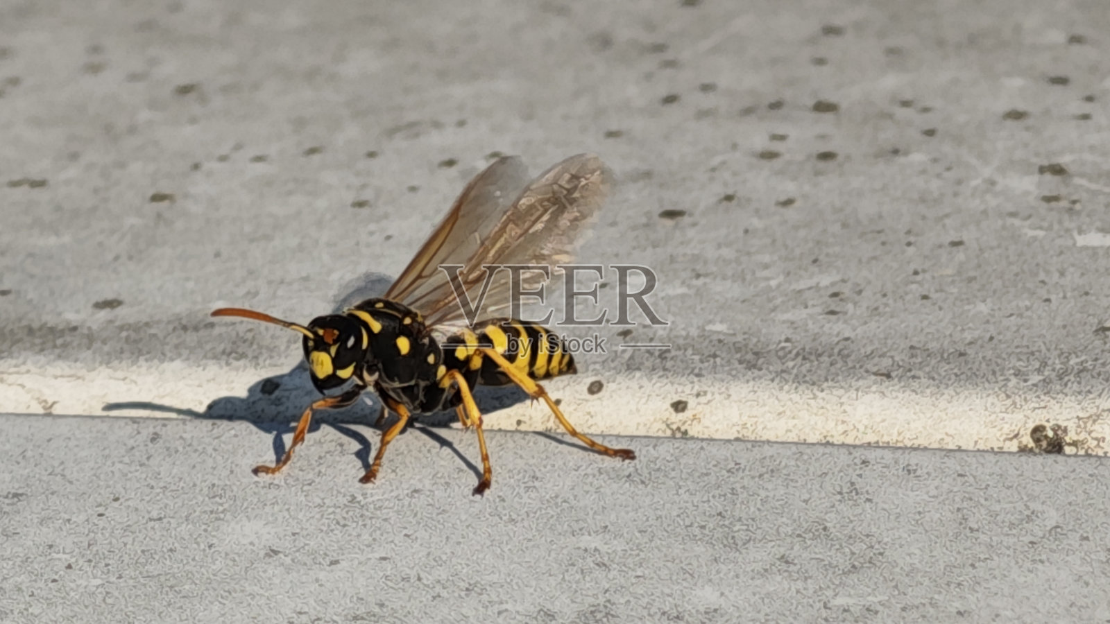 大黄蜂照片摄影图片