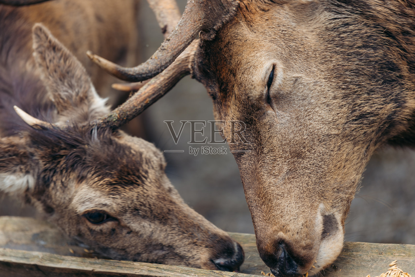 雄鹿和鹿群中的另一个成员一起吃东西照片摄影图片