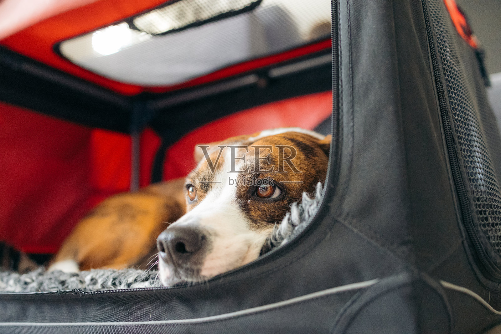 混血狗在旅行床上放松的特写照片摄影图片