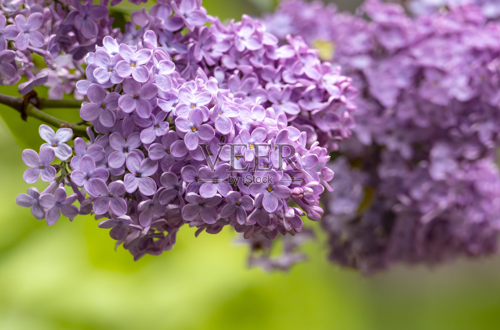 美丽的紫丁香树花特写照片摄影图片