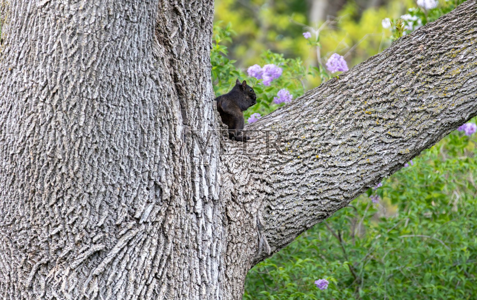 黑松鼠在树枝上照片摄影图片
