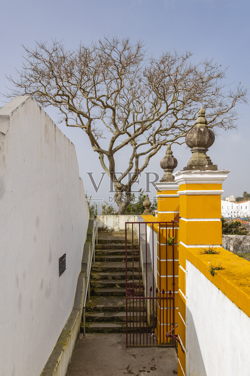 亚速尔群岛特塞拉岛上光秃秃的树和楼梯。照片摄影图片