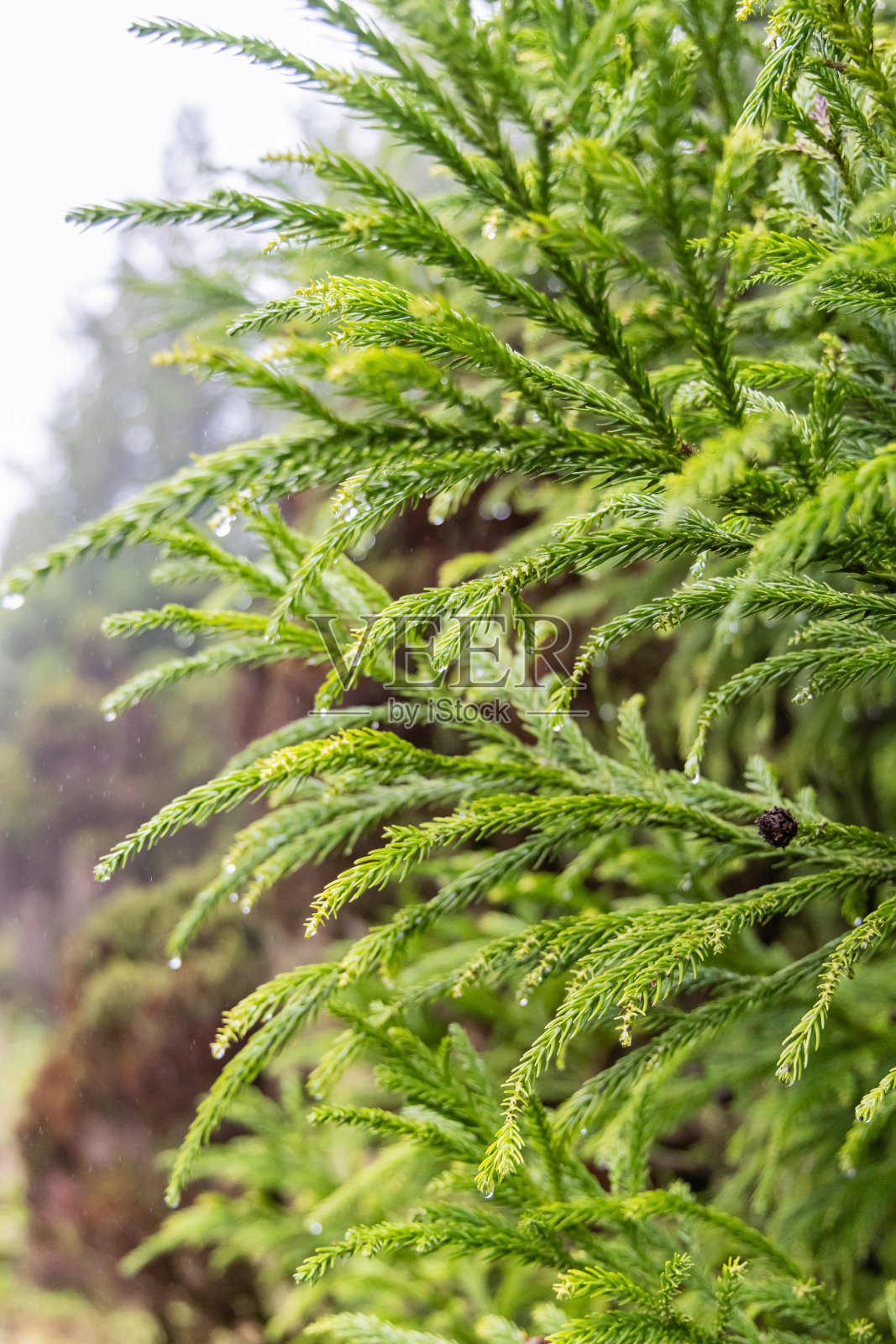 亚速尔群岛Terceira岛上郁郁葱葱的绿色针叶树。照片摄影图片