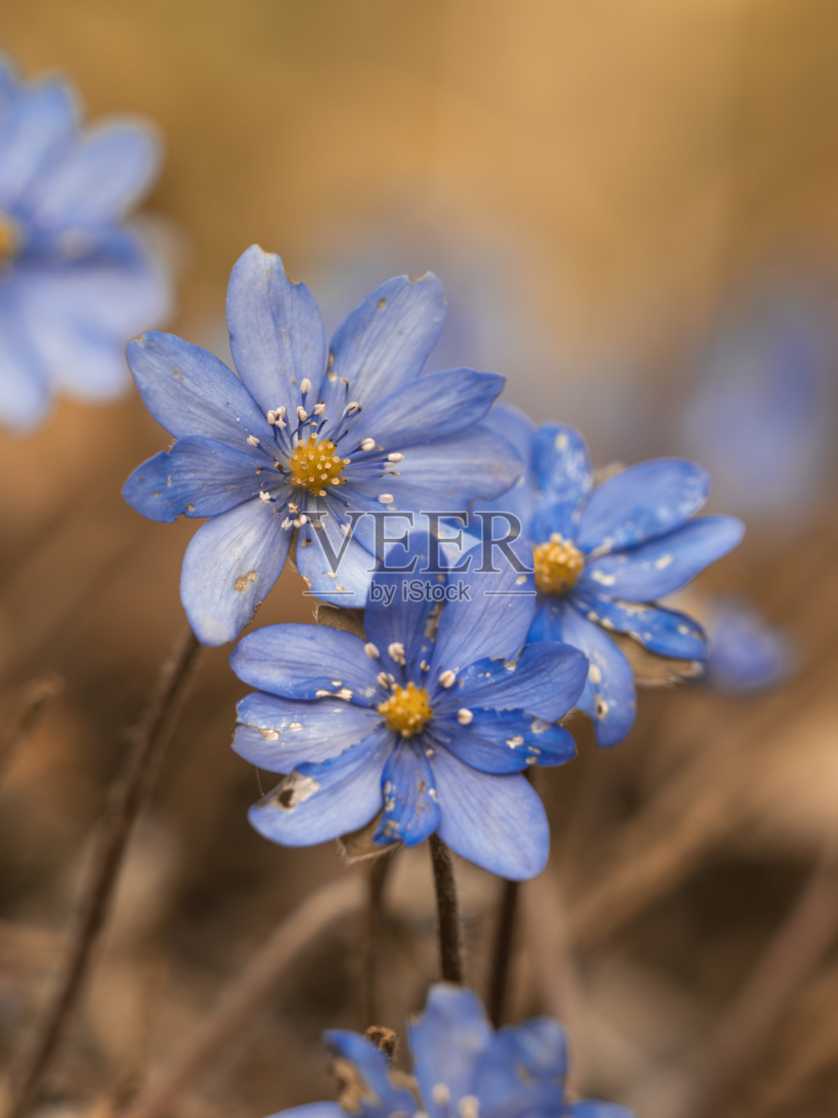 蓝色开花苔的有趣特写。照片摄影图片