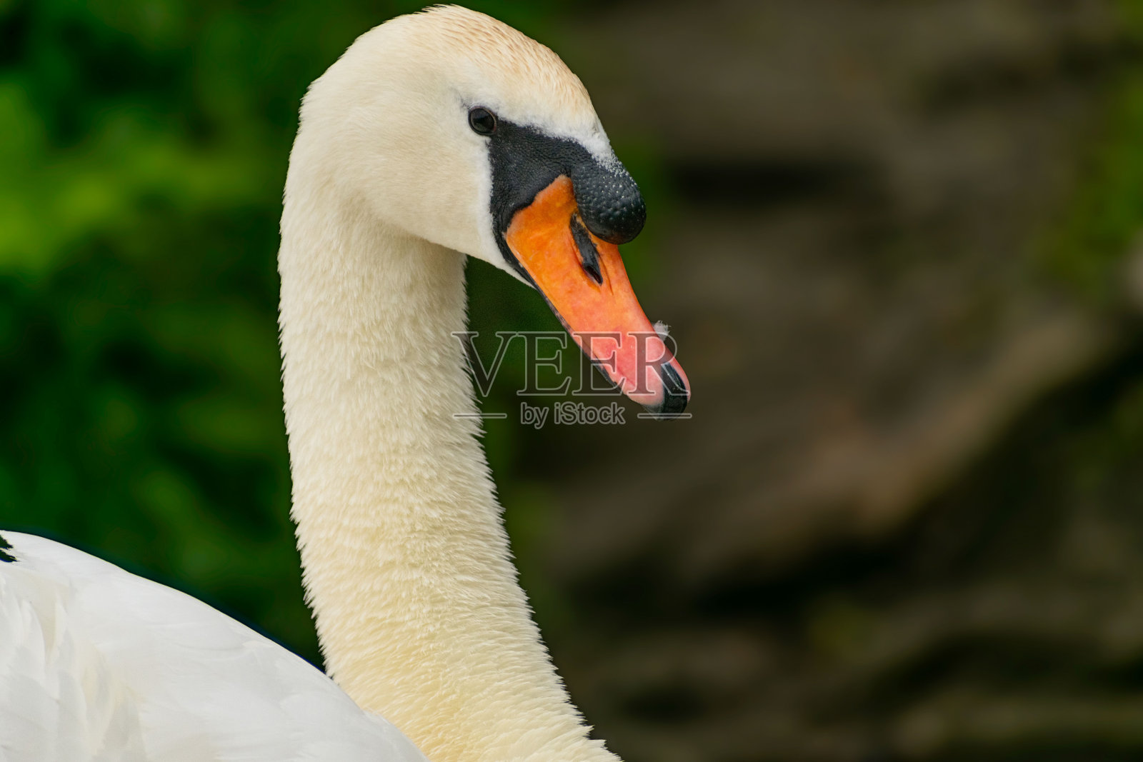 天鹅的头与绿色的树为背景照片摄影图片