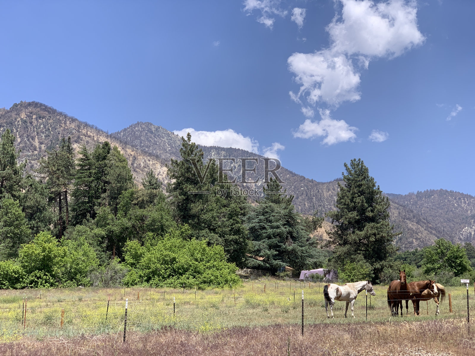 加利福尼亚马照片摄影图片