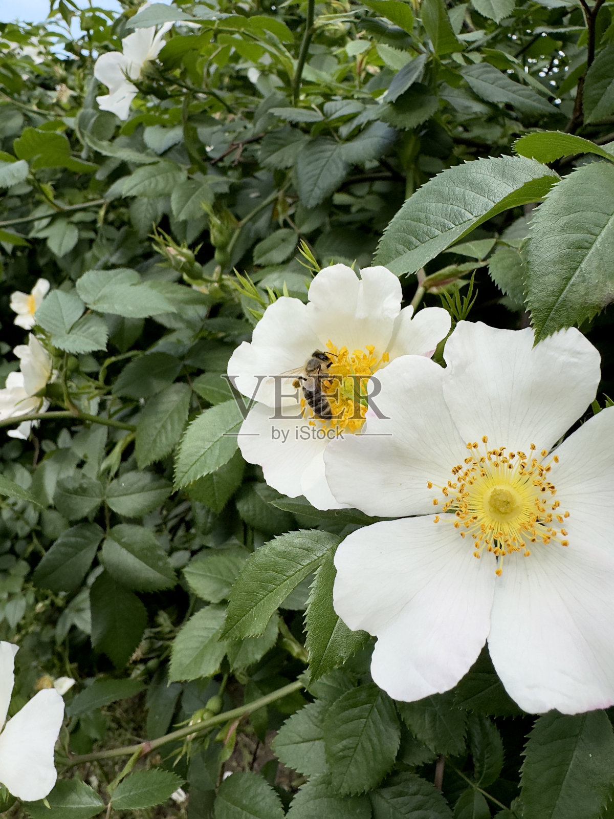 一朵美丽的白花和一只蜜蜂照片摄影图片