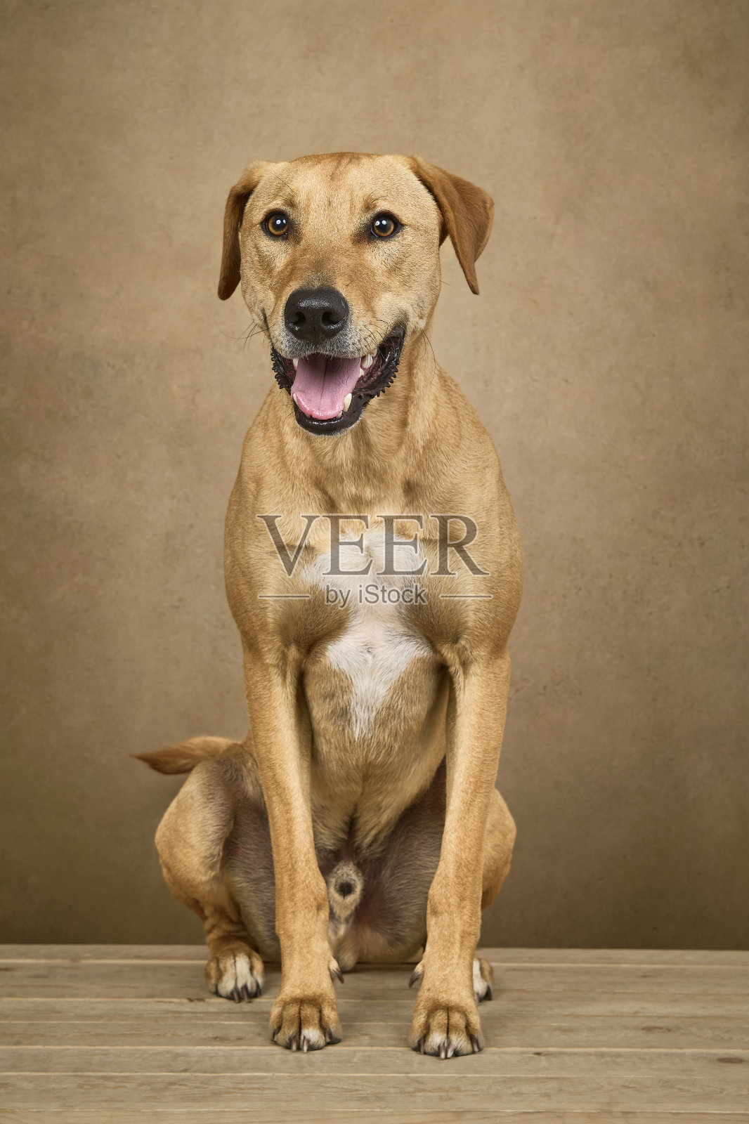 俗犬——泥照片摄影图片