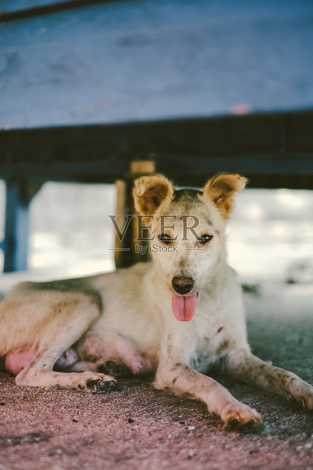 无家可归的可爱狗在沙滩上休息照片摄影图片