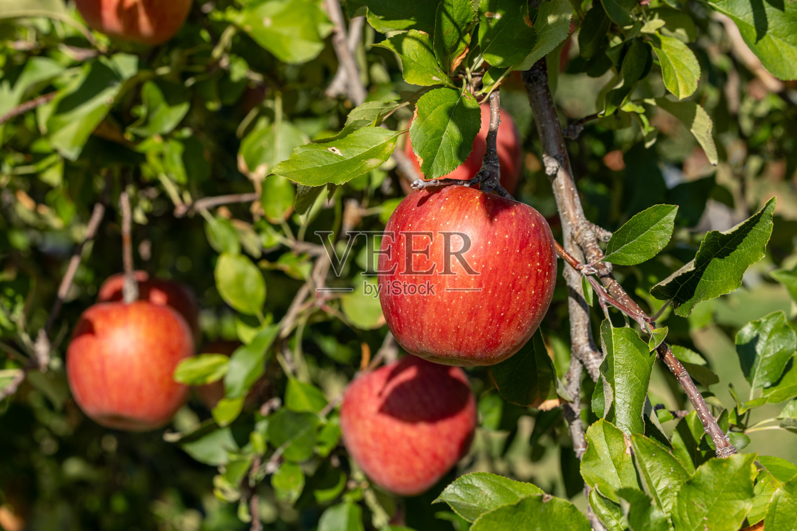 来自日本果园即将收获的美味苹果。照片摄影图片