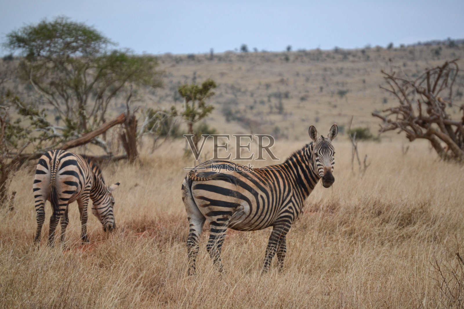 肯尼亚马赛马拉草原上的斑马照片摄影图片