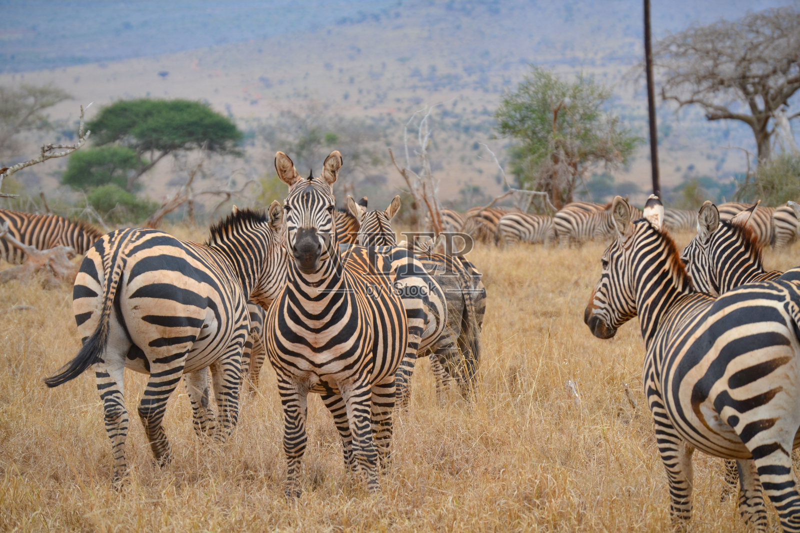 肯尼亚马赛马拉草原上的斑马照片摄影图片