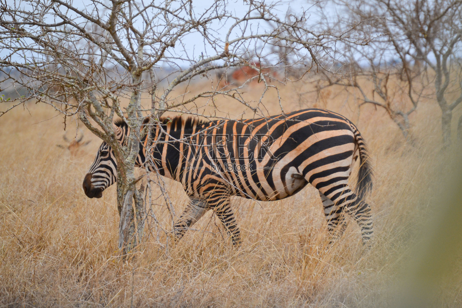 肯尼亚马赛马拉草原上的斑马照片摄影图片