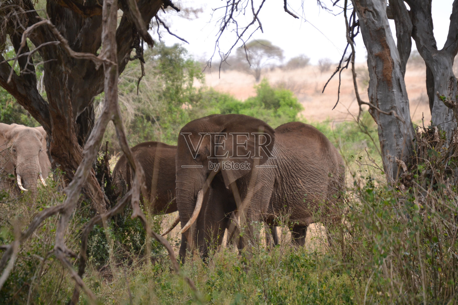 肯尼亚国家公园里的大象照片摄影图片