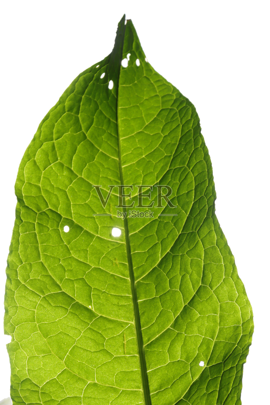 微距照片的绿色生活的叶子接近。照片摄影图片