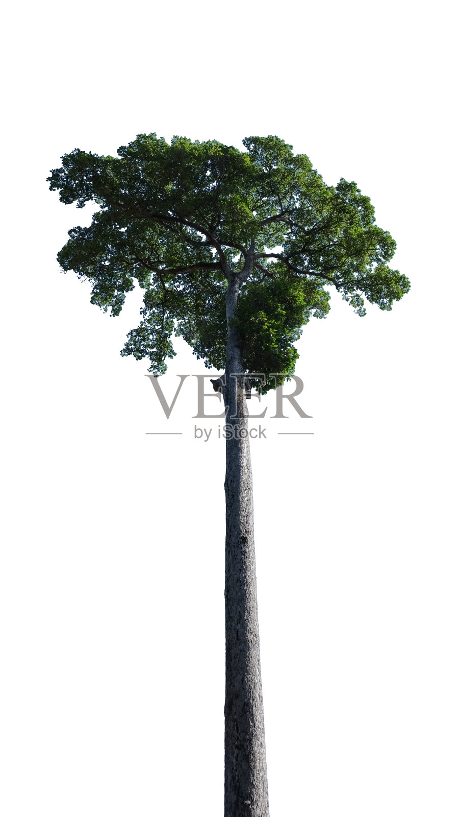 高大修长的树干，郁郁葱葱的树冠，完美的树孤立在平原的背景。照片摄影图片