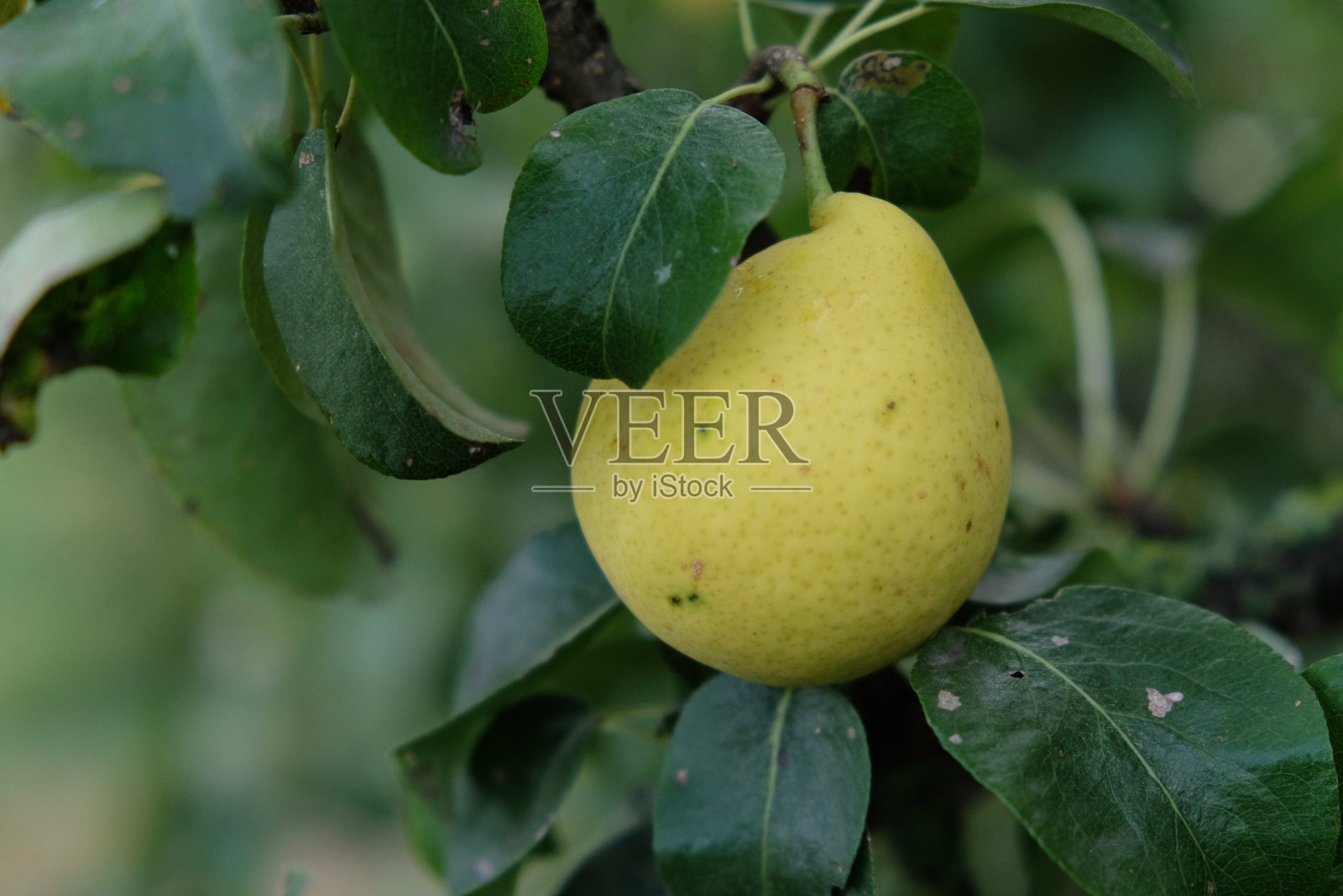 树枝上成熟的梨子，特写。照片摄影图片