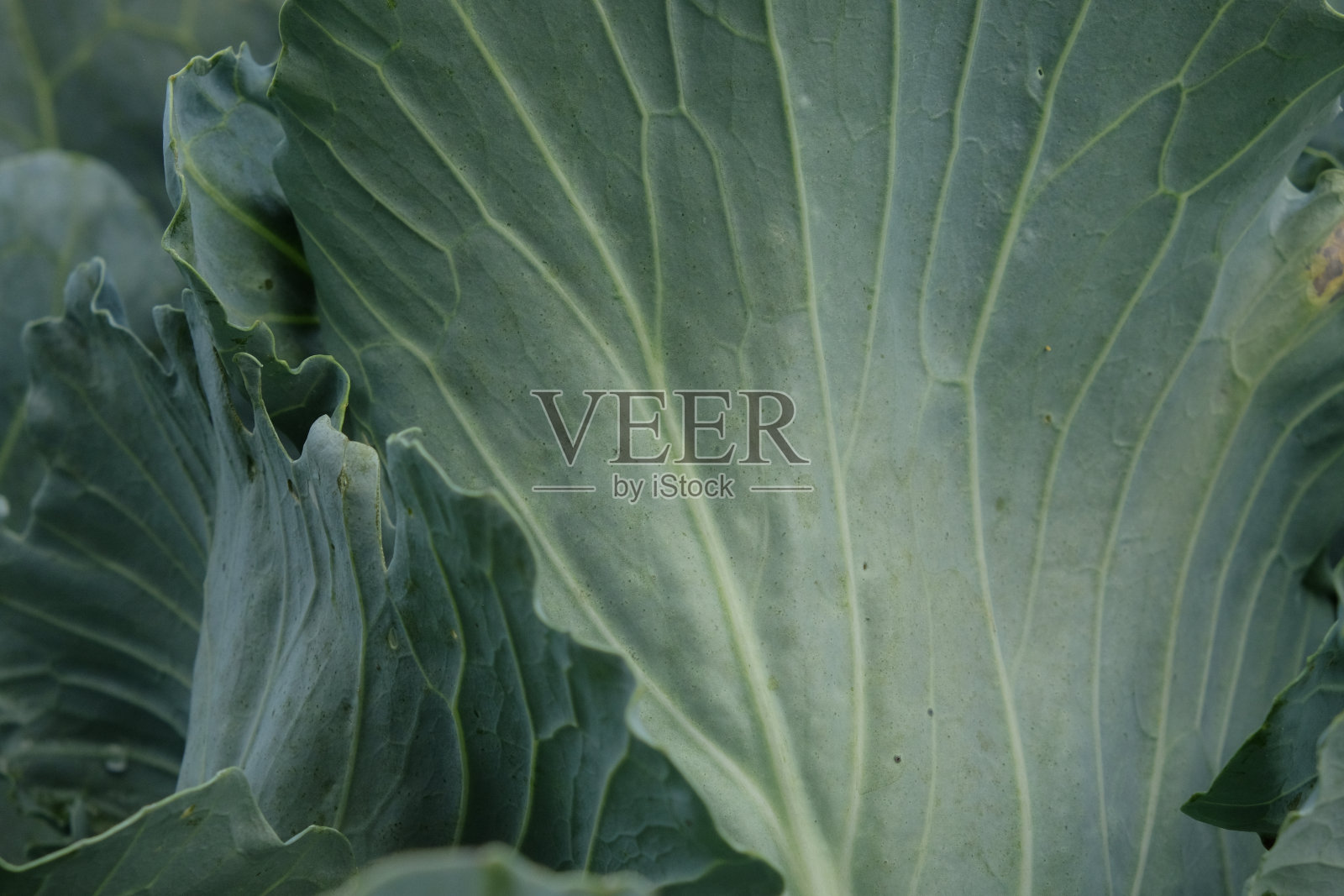 卷心菜头，靠近点。新鲜卷心菜的全画幅镜头。照片摄影图片