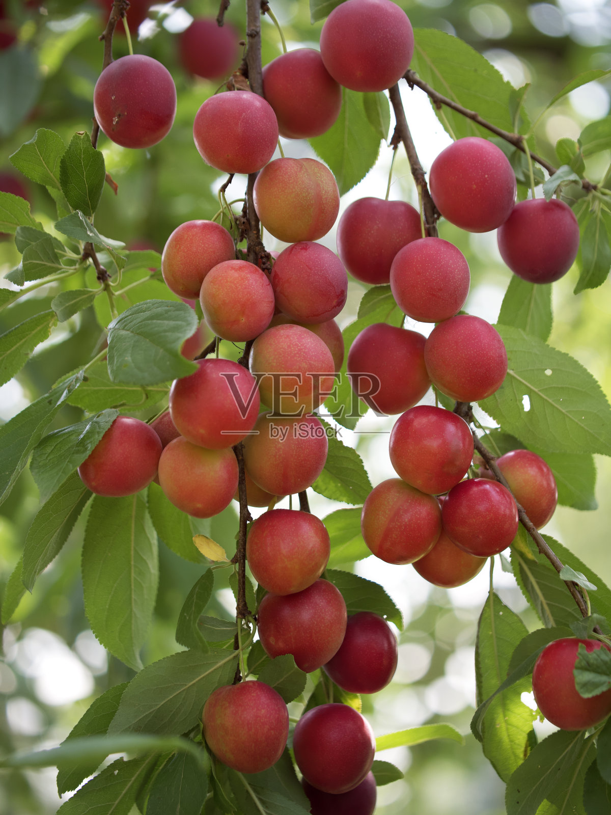 很多成熟的樱桃李子浆果在树枝上，特写。成熟的浆果。照片摄影图片