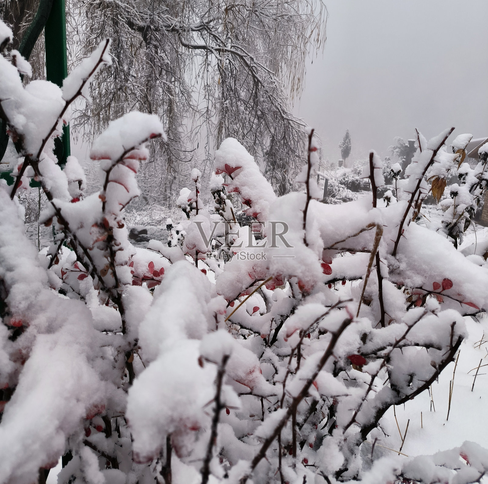 冬天照片摄影图片