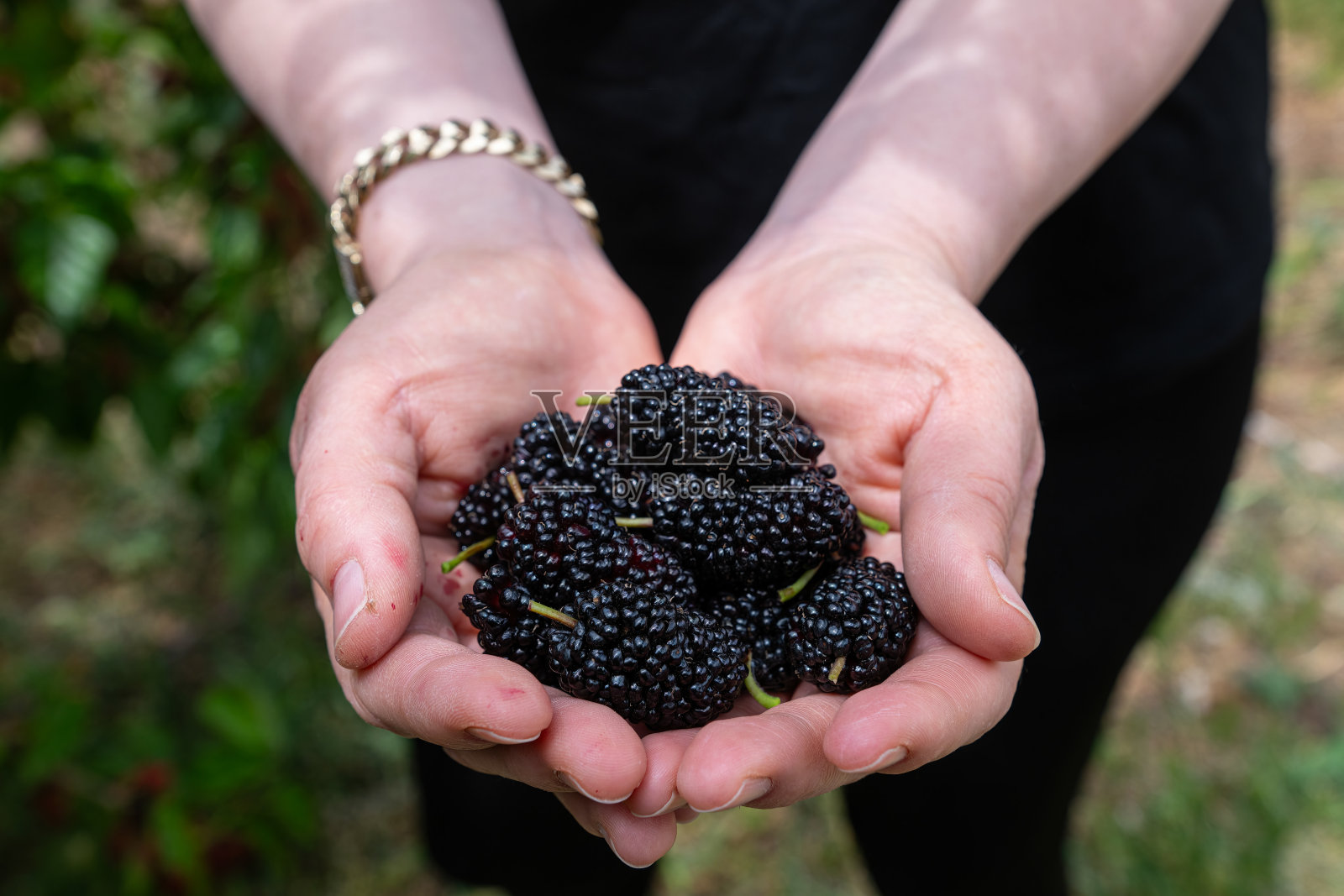 一名妇女从桑树树枝上采摘成熟的黑色桑葚。照片摄影图片