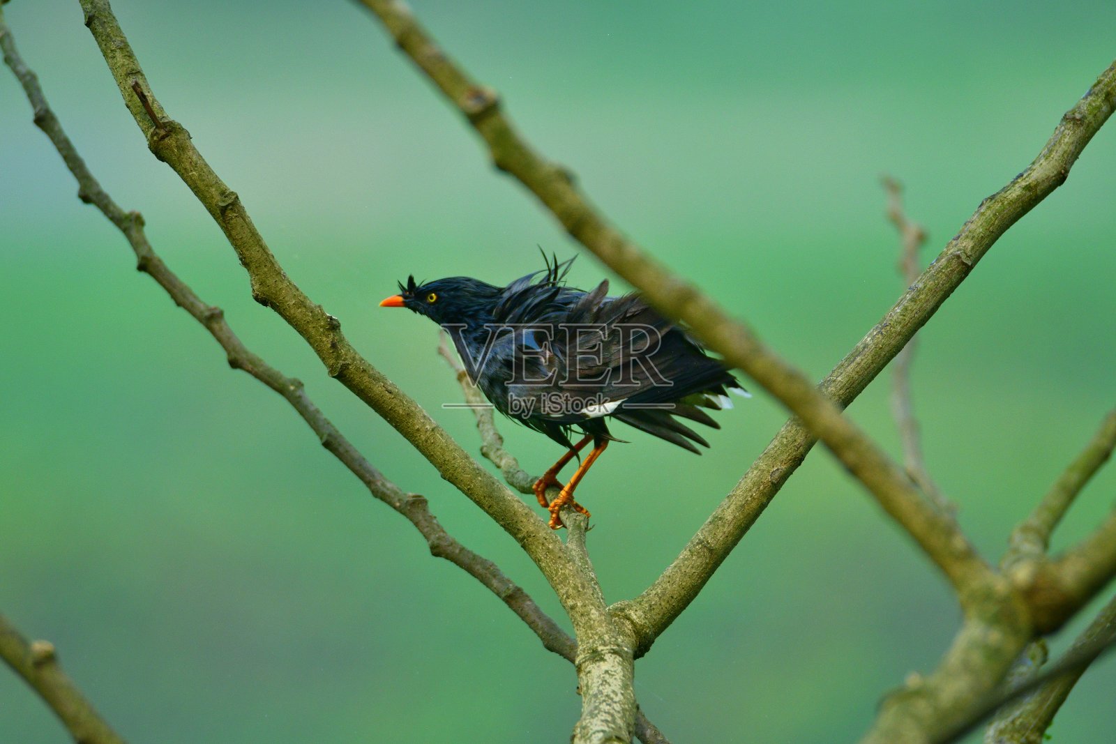 八哥坐在树上吃早午餐照片摄影图片