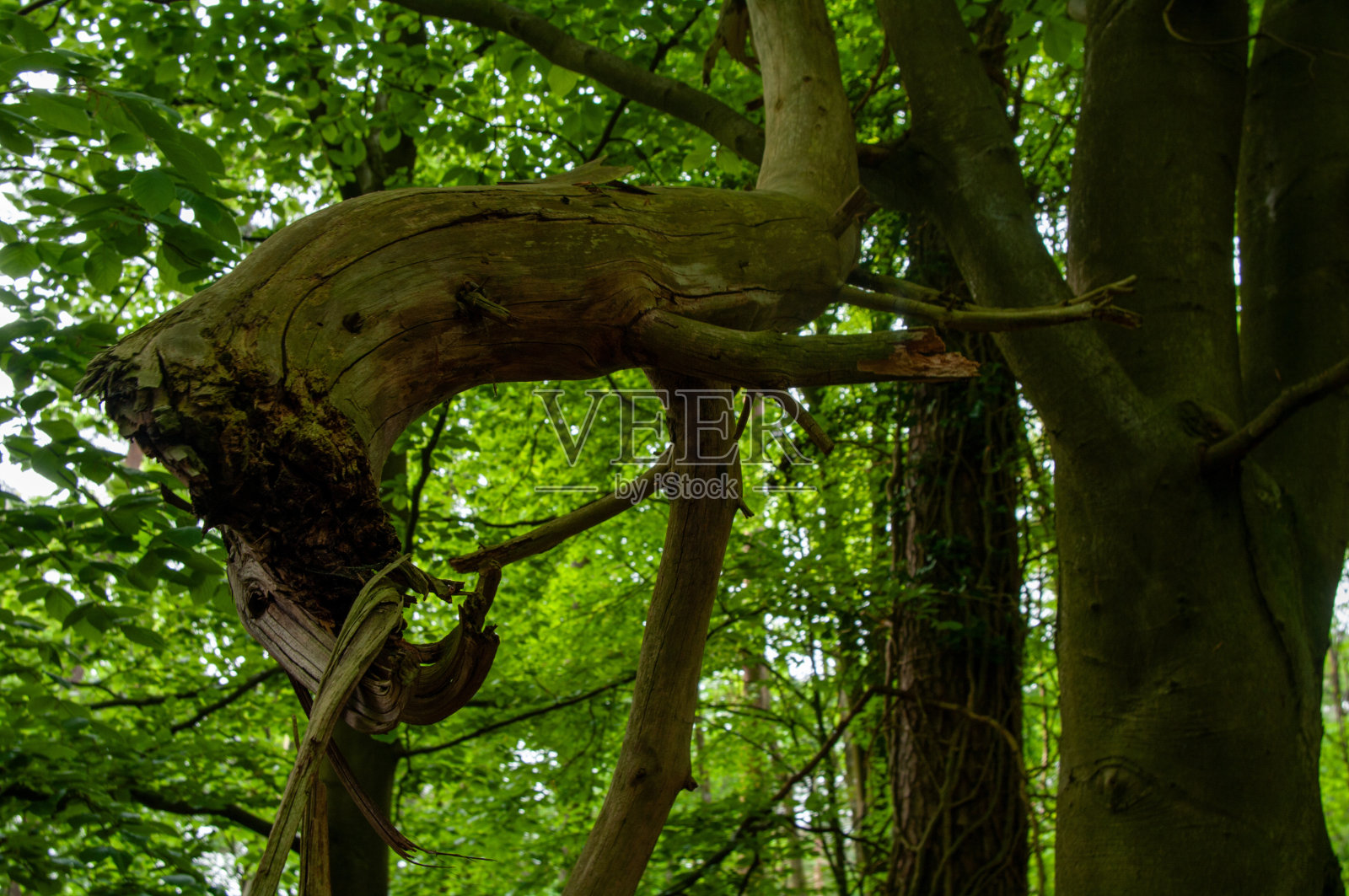 树林里的阳光明媚的一天照片摄影图片