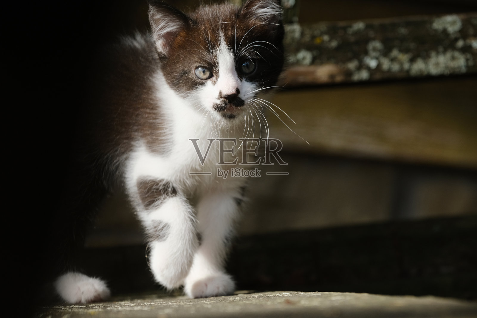 小胡子小猫照片摄影图片