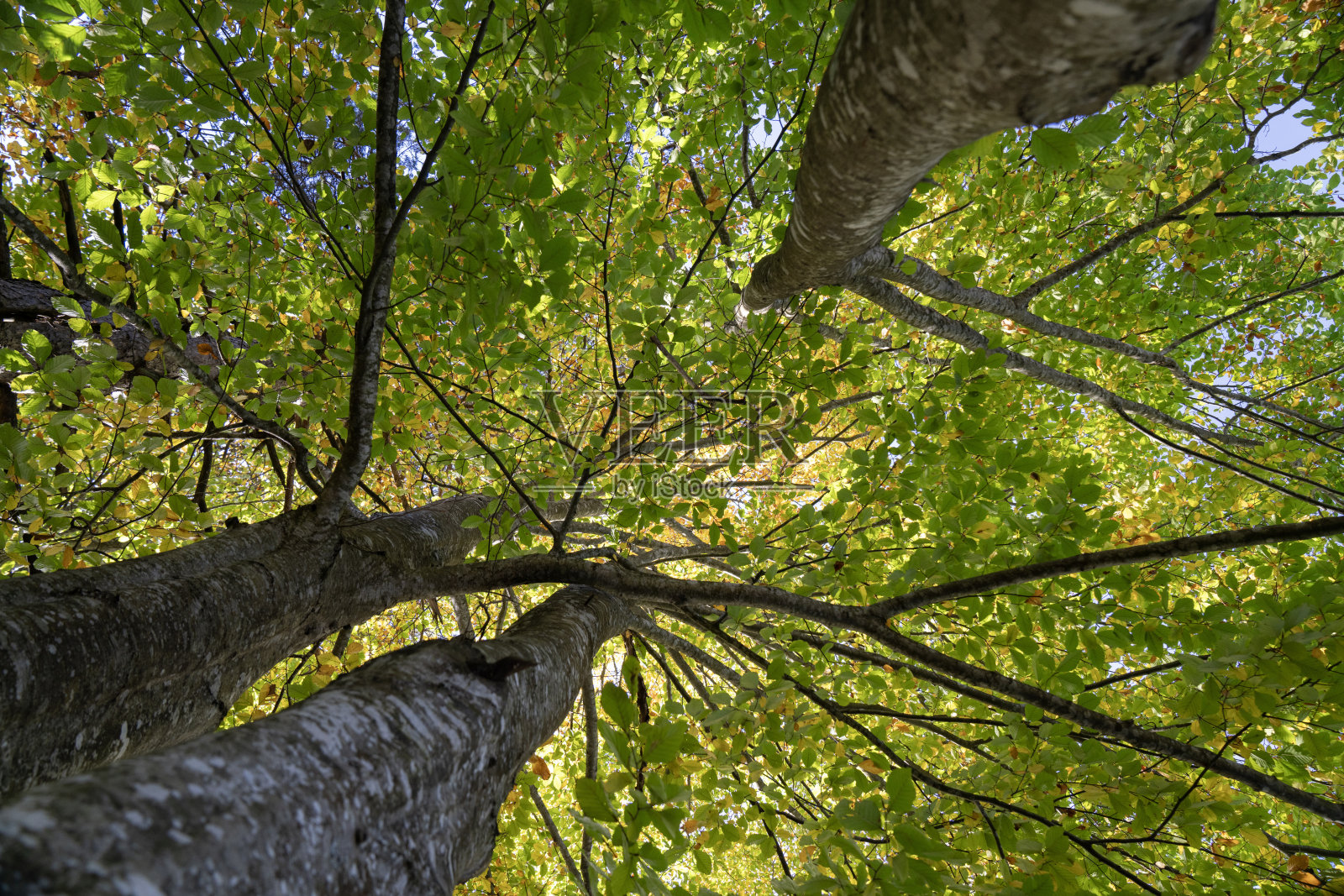 一棵绿叶的树从顶部开始。这棵树很高，有很多叶子照片摄影图片