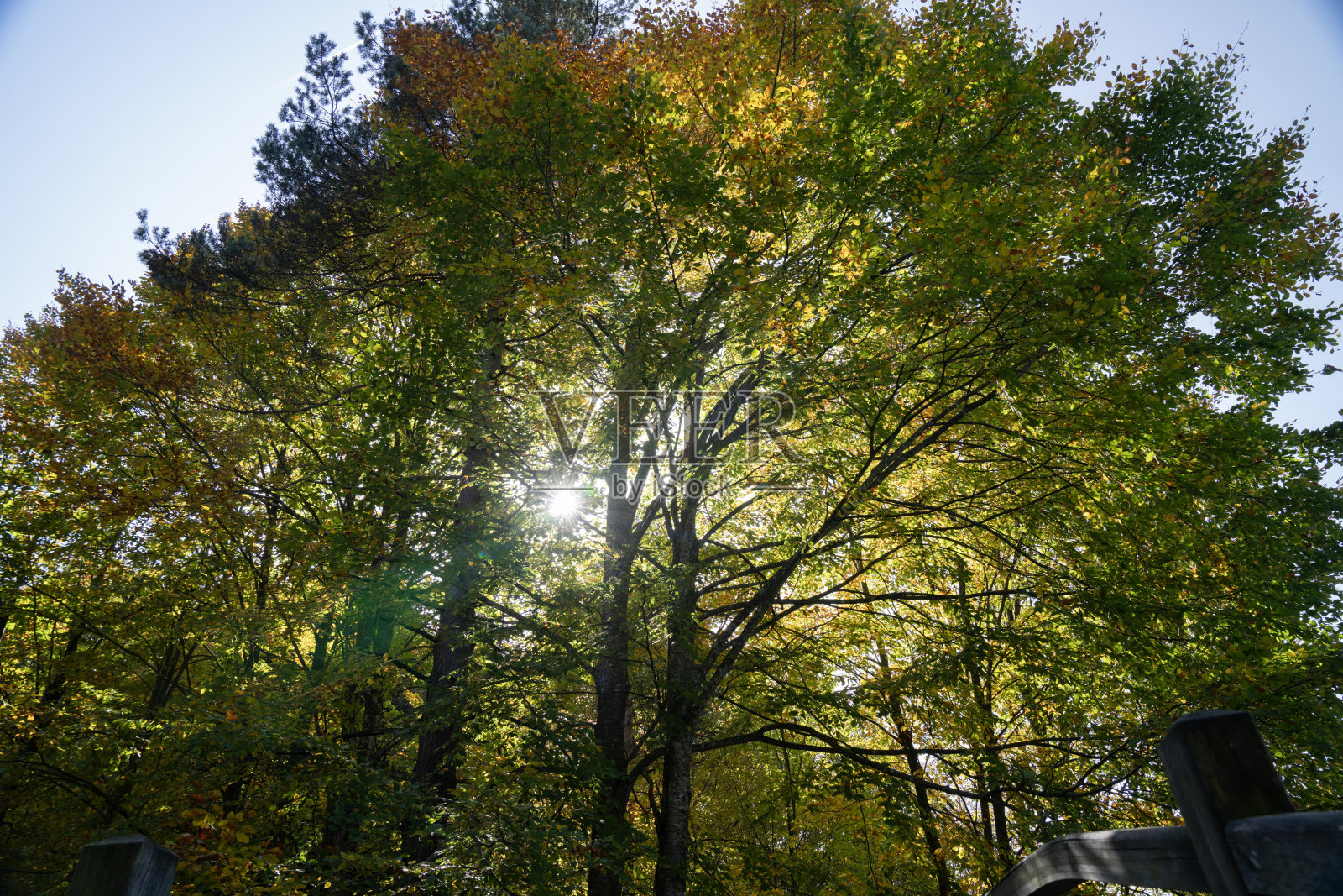 一棵绿叶的树从顶部开始。这棵树很高，有很多叶子照片摄影图片