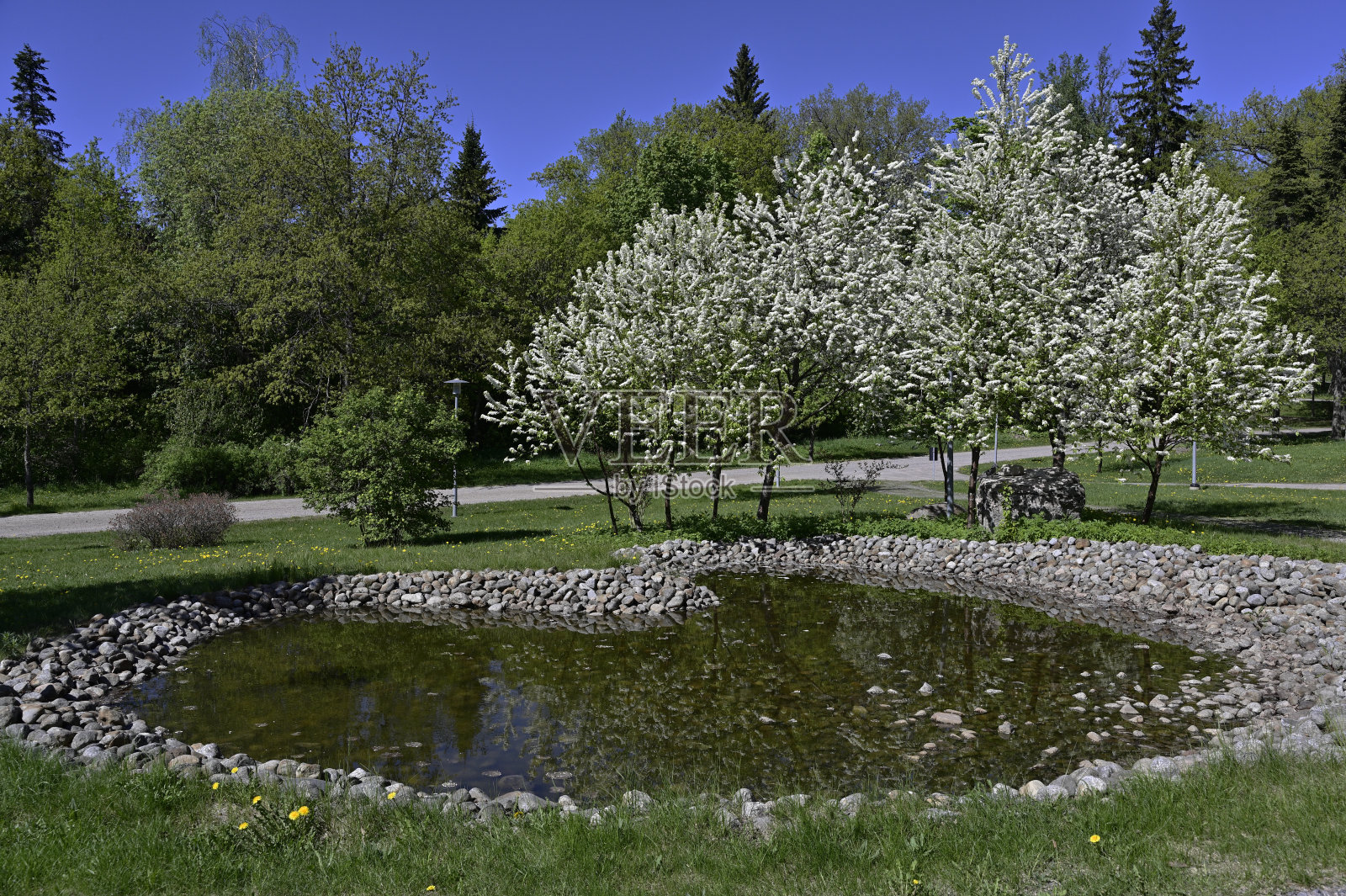 人工池塘附近盛开的树木照片摄影图片